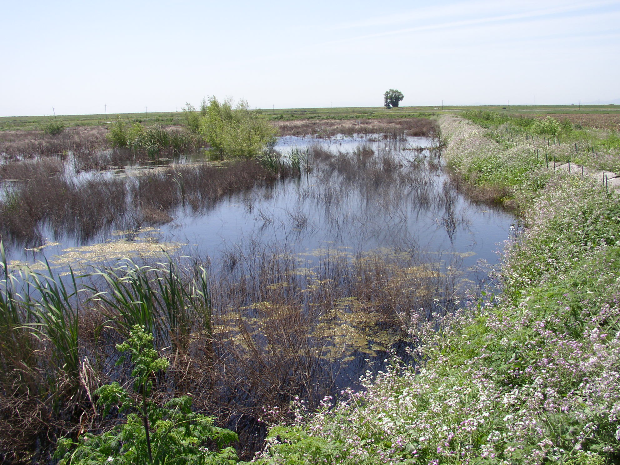 HydroFocus personnel evaluate wetlands hydrology, water quality and greenhouse gas emissions.